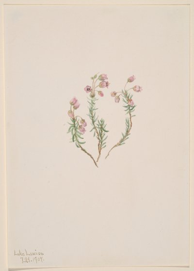 Erica (Phyllodoce intermedia) da Mary Vaux Walcott