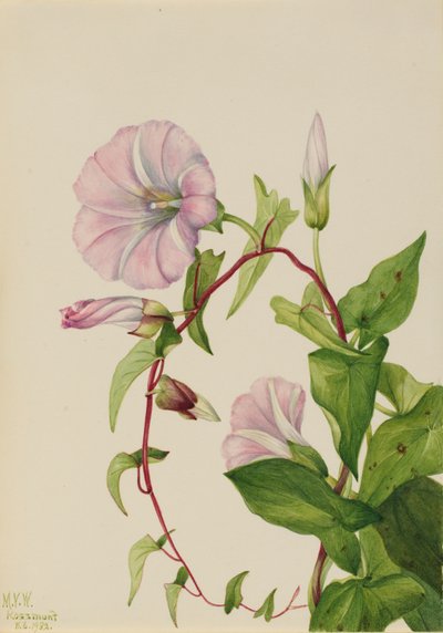 Hedge Bindweed Calystegia Convolvulus sepium, 1932 da Mary Vaux Walcott