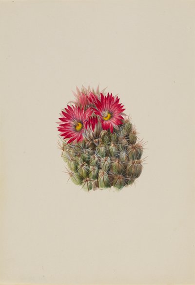 Cactus Riccio Coryphantha arizonica da Mary Vaux Walcott