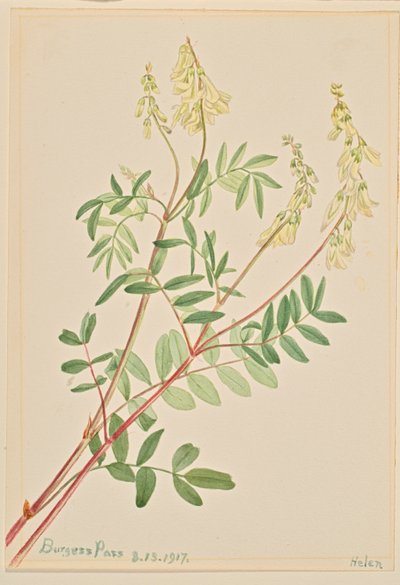 Hedysarum (Hedysarum sulphurescens) da Mary Vaux Walcott
