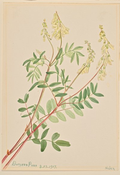 Hedysarum Hedysarum sulphurescens, 1917 da Mary Vaux Walcott