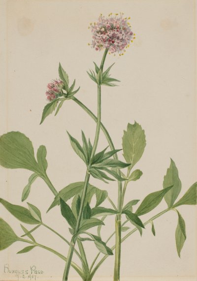 Valeriana Heliotropio Valeriana sitchensis, 1917 da Mary Vaux Walcott