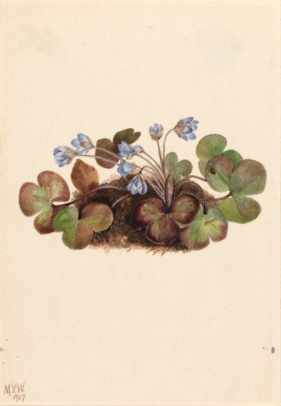 Hepatica (Hepatica americana) da Mary Vaux Walcott