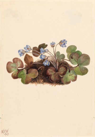 Epatica Hepatica americana da Mary Vaux Walcott