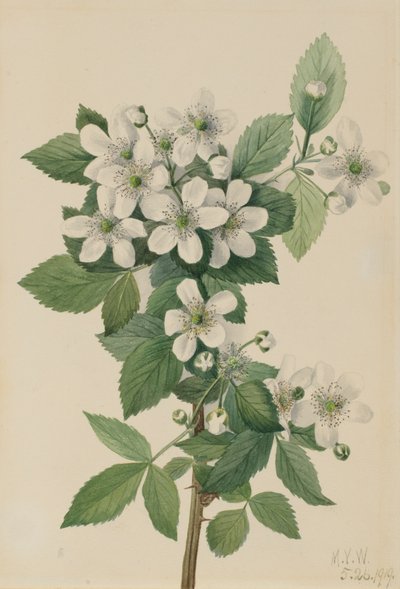 Rovo di montagna Rubus argutus da Mary Vaux Walcott
