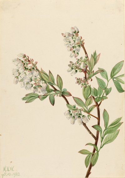 Mirtillo nero (Vaccinium corymbosum) da Mary Vaux Walcott