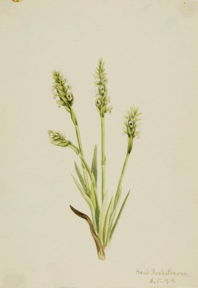 Tasselli da donna con cappuccio (Ibidium strictum) da Mary Vaux Walcott