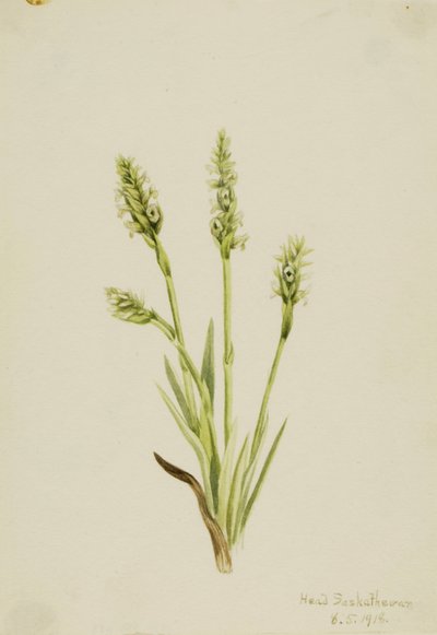 Hooded Ladies-Tresses Ibidium strictum da Mary Vaux Walcott