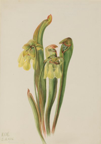 Pianta grassa incappucciata (Sarracenia minor) da Mary Vaux Walcott