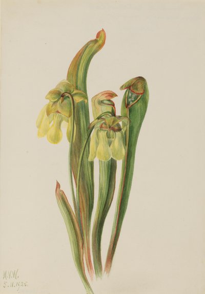 Pianta carnivora incappucciata Sarracenia minor da Mary Vaux Walcott