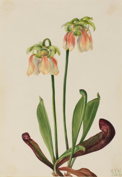 Ibrido di piante grasse (Sarracenia minor x psittacina) da Mary Vaux Walcott