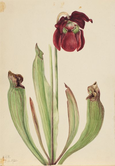Pianta ibrida (Sarracenia rubra xs purpurea venosa) da Mary Vaux Walcott