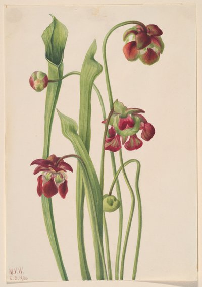 Pianta carnivora ibrida da Mary Vaux Walcott