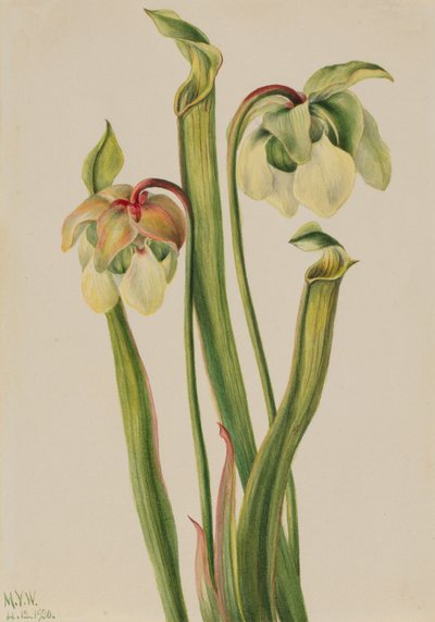 Pianta ibrida Sarracenia minor, 1930 da Mary Vaux Walcott