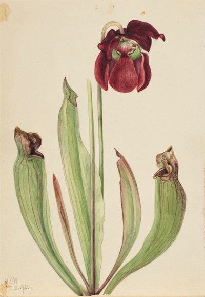 Pianta carnivora ibrida Sarracenia rubra x purpurea venosa, 1920 da Mary Vaux Walcott