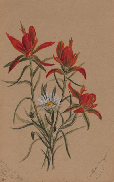 Pennello indiano Castilleja rhexifolia da Mary Vaux Walcott
