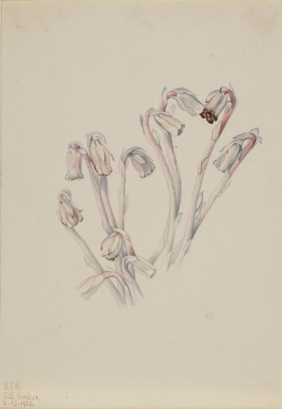 Pipa indiana (Monotropa uniflora) da Mary Vaux Walcott