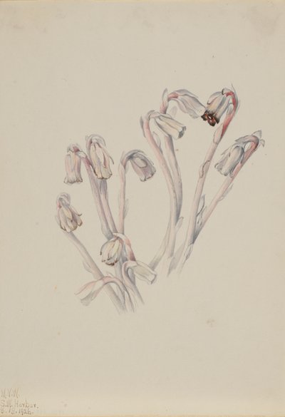 Pipa indiana Monotropa uniflora da Mary Vaux Walcott