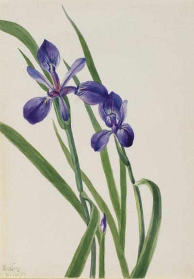 Iris (specie Iris) da Mary Vaux Walcott