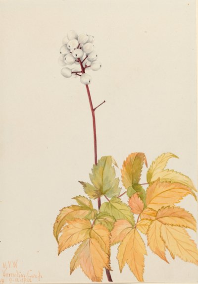Baneberry d