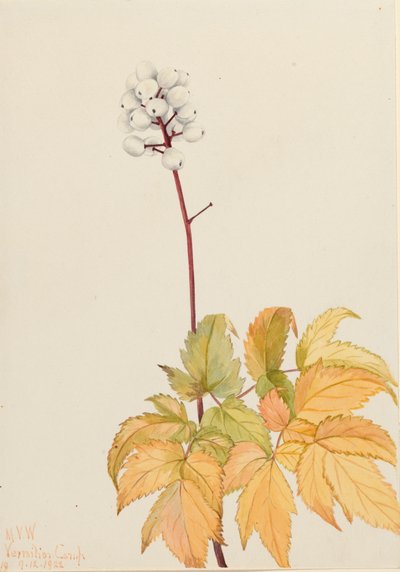 Actaea arguta, Baneberry d