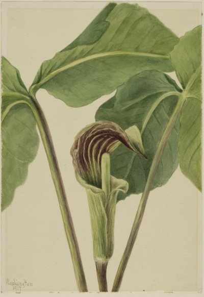 Jack-in-the-pulpit Arisaema triphyllum, 1917 da Mary Vaux Walcott