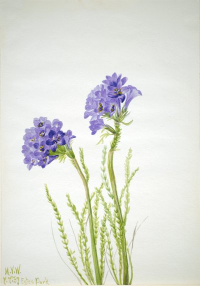 Scala di Giacobbe (Polemonium viscosum) da Mary Vaux Walcott