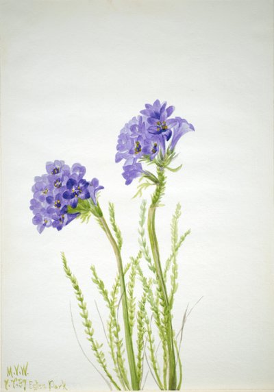 Scala di Giacobbe Polemonium viscosum da Mary Vaux Walcott
