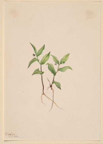 Kruhsea (Kruhsea streptopoides) da Mary Vaux Walcott