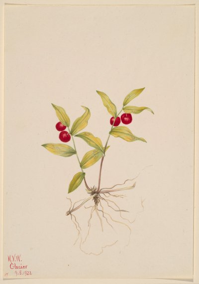 Kruhsea (Kruhsea streptopoides) da Mary Vaux Walcott