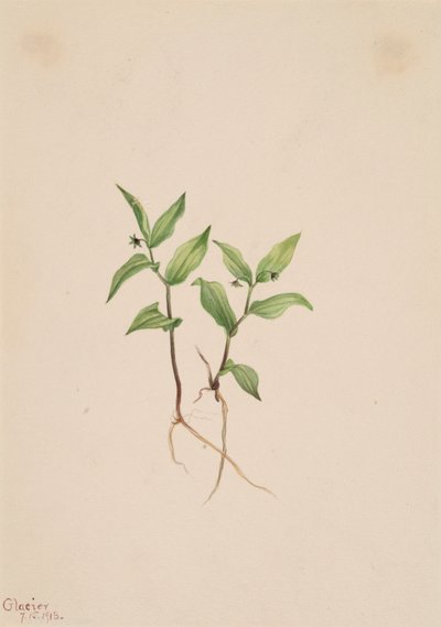 Kruhsea Kruhsea streptopoides, 1913 da Mary Vaux Walcott