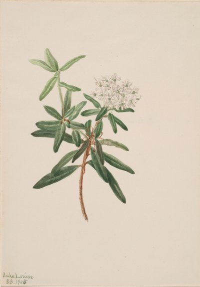 Tè del Labrador Ledum groenlandicum da Mary Vaux Walcott