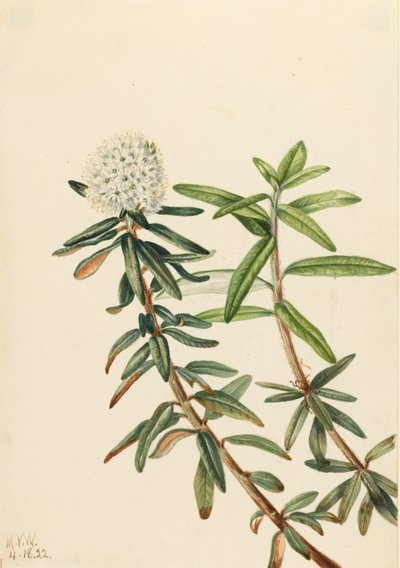 Tè del Labrador Ledum groenlandicum da Mary Vaux Walcott