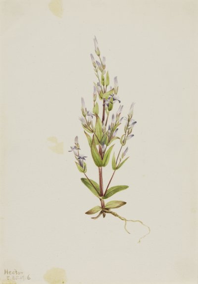 Genziana acuta, 1916 da Mary Vaux Walcott