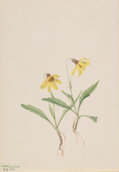Lake Louise Arnica (Arnica louisiana) da Mary Vaux Walcott