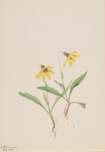 Lago Louise Arnica, 1905 da Mary Vaux Walcott