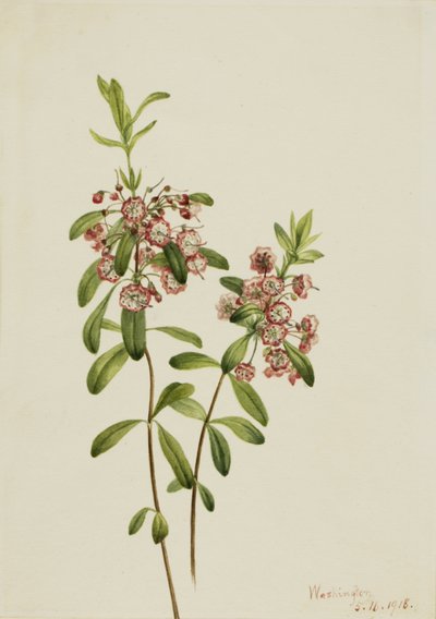 Lambkill Kalmia angustifolia da Mary Vaux Walcott