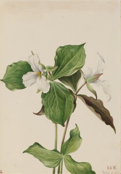 Grande trillium bianco Trillium grandiflorum, 1923 da Mary Vaux Walcott