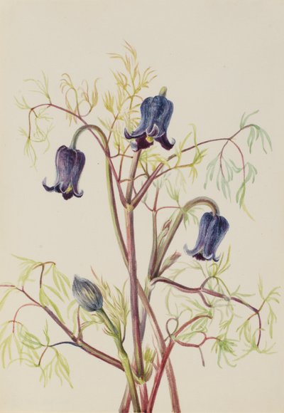 Fiore di cuoio (Clematis hirsutissima) da Mary Vaux Walcott