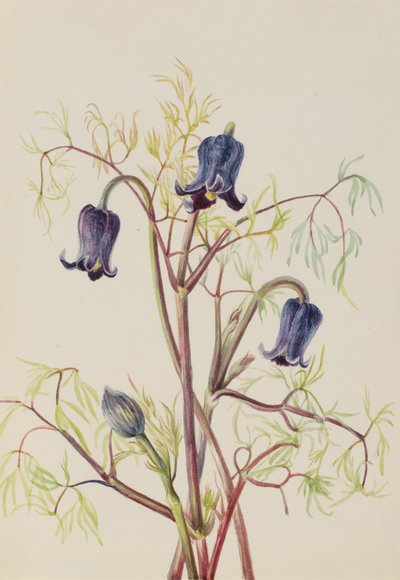 Fiore di Cuoio Clematis hirsutissima, ca. 1930s da Mary Vaux Walcott