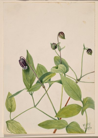 Fiore di cuoio Clematis viorna, 1920 da Mary Vaux Walcott