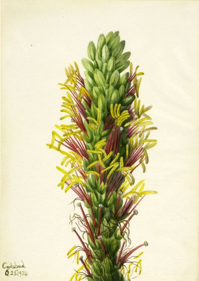 Agave lechuguilla, 1934 da Mary Vaux Walcott