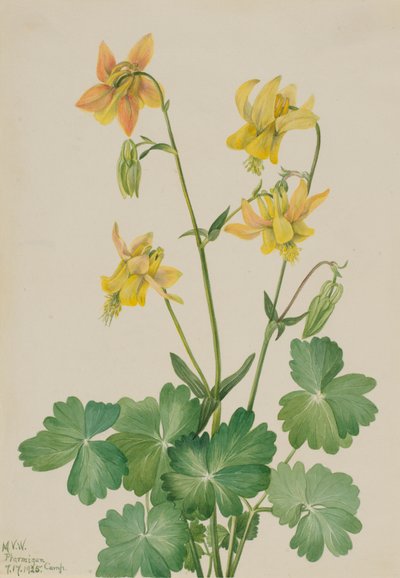 Aquilegia flavescens, 1925 da Mary Vaux Walcott