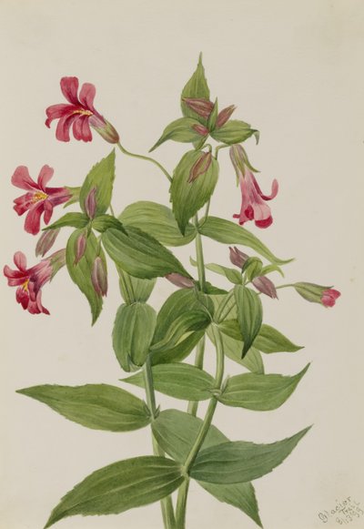 Fiore di scimmia di Lewis (Mimulus lewisii) da Mary Vaux Walcott