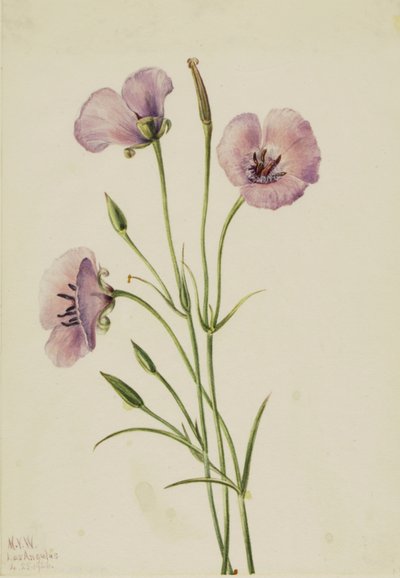 Mariposa lilla Calochortus splendens, 1926 da Mary Vaux Walcott