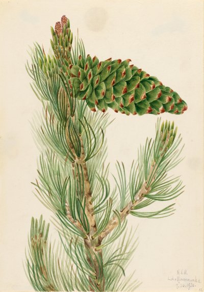 Pino silvestre (Pinus flexilis) da Mary Vaux Walcott