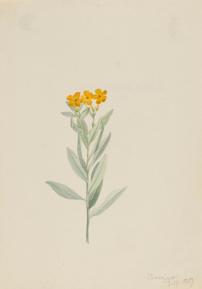 Lithospermum canescens da Mary Vaux Walcott
