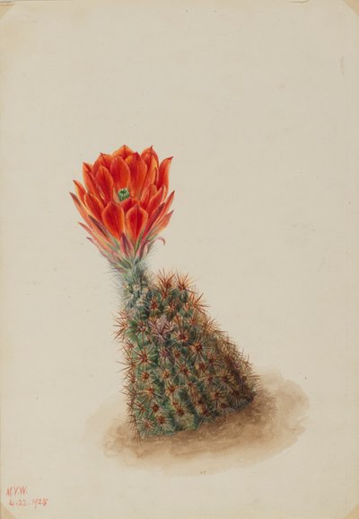 Cactus fragola di Lloyd (Echinocereus lloydii) da Mary Vaux Walcott