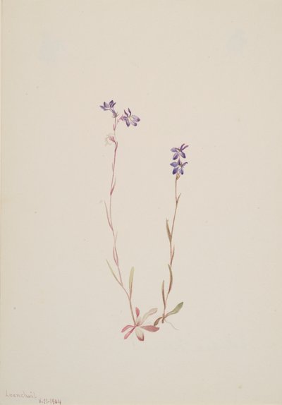 Lobelia Kalmii da Mary Vaux Walcott