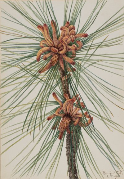 Pino Loblolly Pinus taeda da Mary Vaux Walcott
